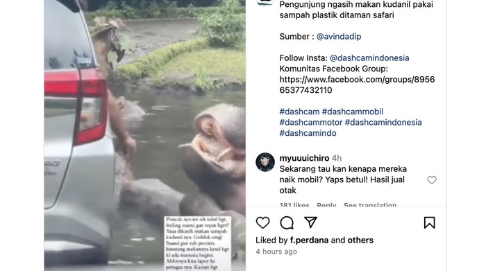 Viral: Pengunjung Memberi Kuda Nil Makan Sampah di Kebun Binatang